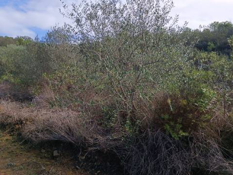 TERRENO COM 12.9 HECTARES - POSSIBILIDADE DE CONSTRUÇÃO - TURISMO - MORADIA - PALMEIRA - ALCOUTIM - ALGARVE