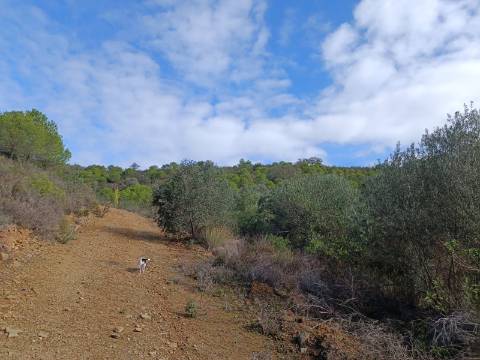 TERRENO COM 12.9 HECTARES - POSSIBILIDADE DE CONSTRUÇÃO - TURISMO - MORADIA - PALMEIRA - ALCOUTIM - ALGARVE