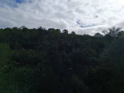 TERRENO COM 12.9 HECTARES - POSSIBILIDADE DE CONSTRUÇÃO - TURISMO - MORADIA - PALMEIRA - ALCOUTIM - ALGARVE