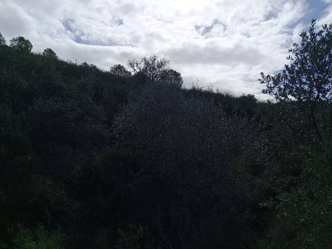 TERRENO COM 12.9 HECTARES - POSSIBILIDADE DE CONSTRUÇÃO - TURISMO - MORADIA - PALMEIRA - ALCOUTIM - ALGARVE