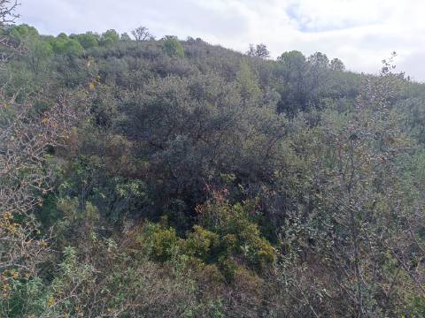 TERRENO COM 12.9 HECTARES - POSSIBILIDADE DE CONSTRUÇÃO - TURISMO - MORADIA - PALMEIRA - ALCOUTIM - ALGARVE