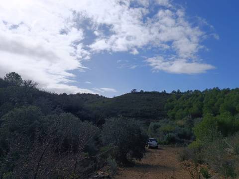 TERRENO COM 12.9 HECTARES - POSSIBILIDADE DE CONSTRUÇÃO - TURISMO - MORADIA - PALMEIRA - ALCOUTIM - ALGARVE