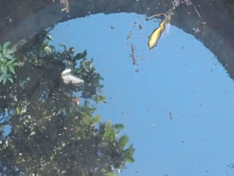 TERRENO COM 4.880 M2 - HORTA - COM ÁGUA DE REGA E NORA - RIO SECO - CASTRO MARIM - ALGARVE