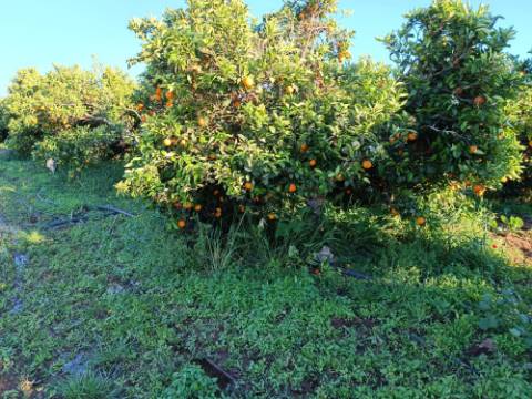 TERRENO COM 4.880 M2 - HORTA - COM ÁGUA DE REGA E NORA - RIO SECO - CASTRO MARIM - ALGARVE