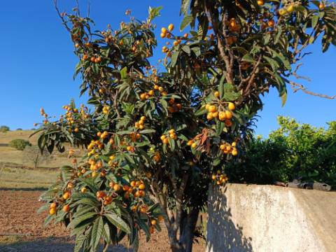 TERRENO COM 4.880 M2 - HORTA - COM ÁGUA DE REGA E NORA - RIO SECO - CASTRO MARIM - ALGARVE