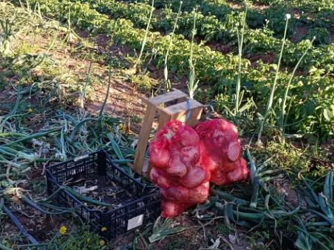 TERRENO COM 4.880 M2 - HORTA - COM ÁGUA DE REGA E NORA - RIO SECO - CASTRO MARIM - ALGARVE