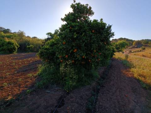 TERRENO COM 4.880 M2 - HORTA - COM ÁGUA DE REGA E NORA - RIO SECO - CASTRO MARIM - ALGARVE
