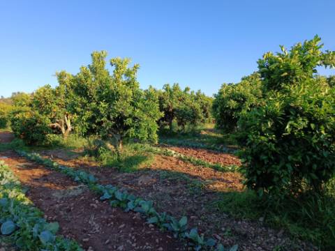 TERRENO COM 4.880 M2 - HORTA - COM ÁGUA DE REGA E NORA - RIO SECO - CASTRO MARIM - ALGARVE