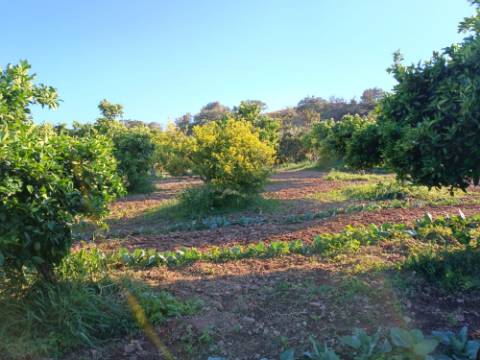 TERRENO COM 4.880 M2 - HORTA - COM ÁGUA DE REGA E NORA - RIO SECO - CASTRO MARIM - ALGARVE