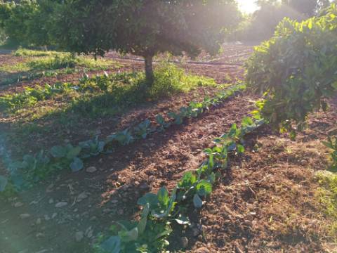 TERRENO COM 4.880 M2 - HORTA - COM ÁGUA DE REGA E NORA - RIO SECO - CASTRO MARIM - ALGARVE
