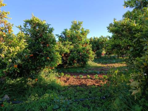 TERRENO COM 4.880 M2 - HORTA - COM ÁGUA DE REGA E NORA - RIO SECO - CASTRO MARIM - ALGARVE