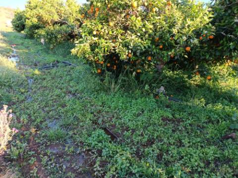 TERRENO COM 4.880 M2 - HORTA - COM ÁGUA DE REGA E NORA - RIO SECO - CASTRO MARIM - ALGARVE