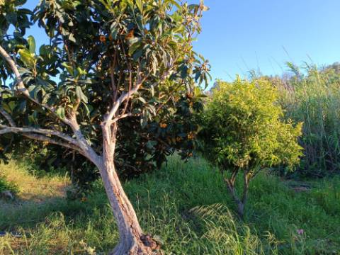TERRENO COM 4.880 M2 - HORTA - COM ÁGUA DE REGA E NORA - RIO SECO - CASTRO MARIM - ALGARVE