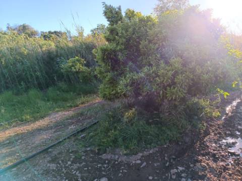 TERRENO COM 4.880 M2 - HORTA - COM ÁGUA DE REGA E NORA - RIO SECO - CASTRO MARIM - ALGARVE