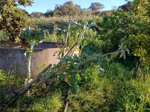 TERRENO COM 4.880 M2 - HORTA - COM ÁGUA DE REGA E NORA - RIO SECO - CASTRO MARIM - ALGARVE