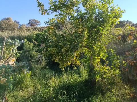 TERRENO COM 4.880 M2 - HORTA - COM ÁGUA DE REGA E NORA - RIO SECO - CASTRO MARIM - ALGARVE