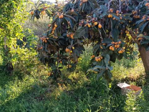 TERRENO COM 4.880 M2 - HORTA - COM ÁGUA DE REGA E NORA - RIO SECO - CASTRO MARIM - ALGARVE