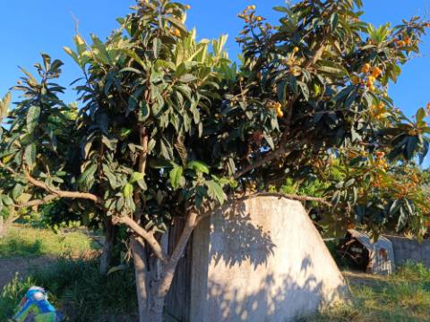 TERRENO COM 4.880 M2 - HORTA - COM ÁGUA DE REGA E NORA - RIO SECO - CASTRO MARIM - ALGARVE