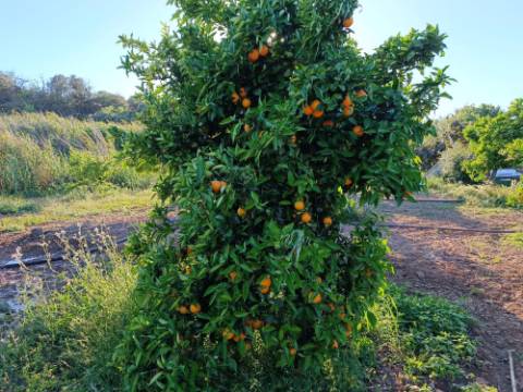 TERRENO COM 4.880 M2 - HORTA - COM ÁGUA DE REGA E NORA - RIO SECO - CASTRO MARIM - ALGARVE