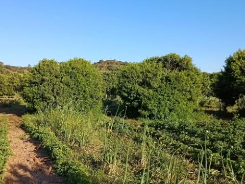 TERRENO COM 4.880 M2 - HORTA - COM ÁGUA DE REGA E NORA - RIO SECO - CASTRO MARIM - ALGARVE