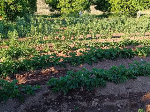 TERRENO COM 4.880 M2 - HORTA - COM ÁGUA DE REGA E NORA - RIO SECO - CASTRO MARIM - ALGARVE