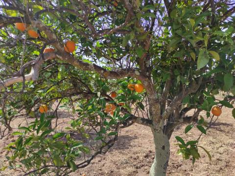 TERRENO COM 4.880 M2 - HORTA - COM ÁGUA DE REGA E NORA - RIO SECO - CASTRO MARIM - ALGARVE