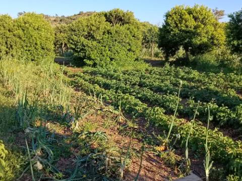 TERRENO COM 4.880 M2 - HORTA - COM ÁGUA DE REGA E NORA - RIO SECO - CASTRO MARIM - ALGARVE