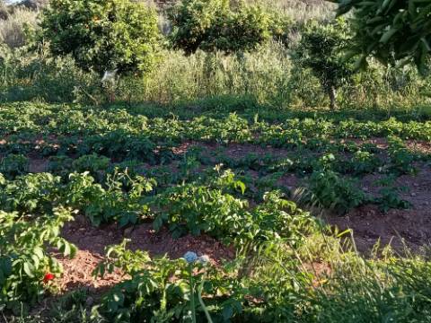 TERRENO COM 4.880 M2 - HORTA - COM ÁGUA DE REGA E NORA - RIO SECO - CASTRO MARIM - ALGARVE