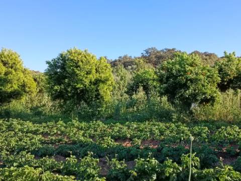 TERRENO COM 4.880 M2 - HORTA - COM ÁGUA DE REGA E NORA - RIO SECO - CASTRO MARIM - ALGARVE