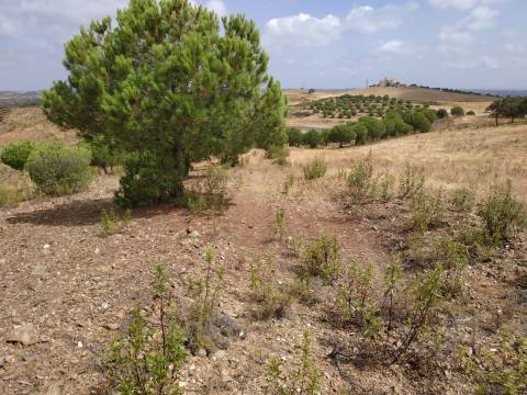 TERRENO COM 53.520 M2 - VISTA MAR - COM LAGO - POSSIBILIDADE DE CONSTRUIR - CAMPEIROS - CASTRO MARIM - ALGARVE