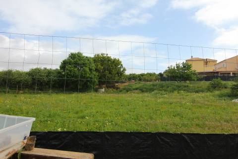 Terreno Rústico em Luz de Tavira