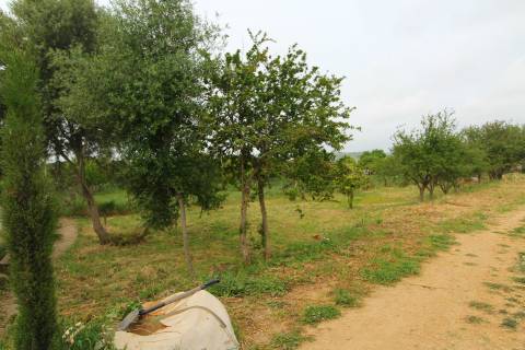 Terreno Rústico em Luz de Tavira