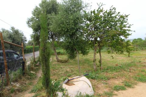 Terreno Rústico em Luz de Tavira