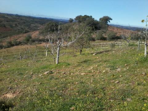 Excelente oportunidade! terreno urbano com 7.880m2 em Portela Alta de Cima, Odeleite.