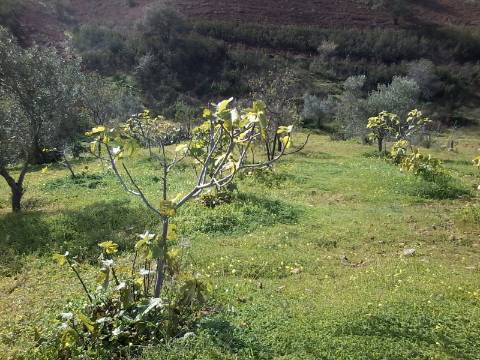 Excelente oportunidade! terreno urbano com 7.880m2 em Portela Alta de Cima, Odeleite.