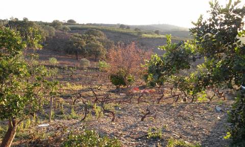 Excelente oportunidade! terreno urbano com 7.880m2 em Portela Alta de Cima, Odeleite.