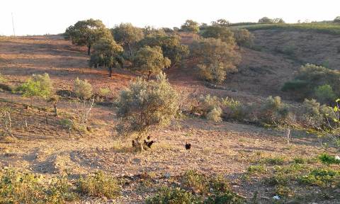 Excelente oportunidade! terreno urbano com 7.880m2 em Portela Alta de Cima, Odeleite.