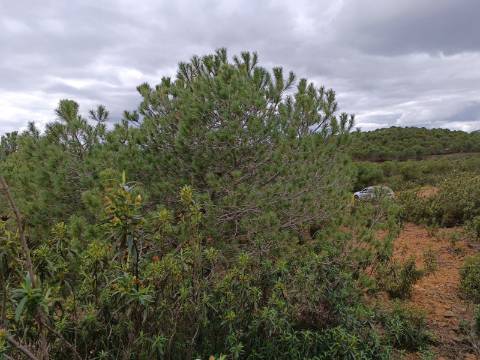 TERRENO COM 15.280 M2 - POSSIBILIDADE DE CONSTRUÇÃO - MURTEIRA - AZINHAL - CASTRO MARIM - ALGARVE