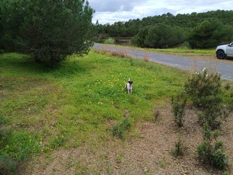 TERRENO COM 15.280 M2 - POSSIBILIDADE DE CONSTRUÇÃO - MURTEIRA - AZINHAL - CASTRO MARIM - ALGARVE