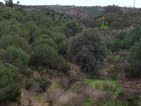 TERRENO COM 15.280 M2 - POSSIBILIDADE DE CONSTRUÇÃO - MURTEIRA - AZINHAL - CASTRO MARIM - ALGARVE