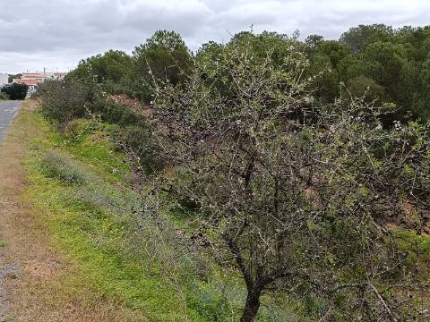 TERRENO COM 15.280 M2 - POSSIBILIDADE DE CONSTRUÇÃO - MURTEIRA - AZINHAL - CASTRO MARIM - ALGARVE