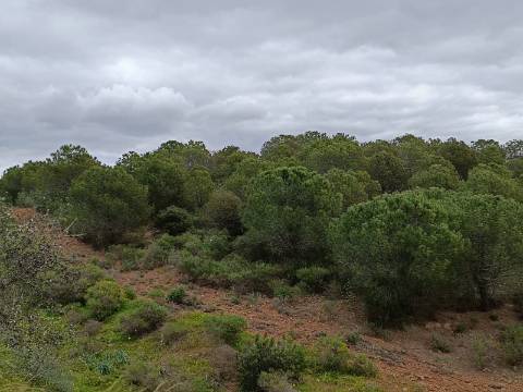 TERRENO COM 15.280 M2 - POSSIBILIDADE DE CONSTRUÇÃO - MURTEIRA - AZINHAL - CASTRO MARIM - ALGARVE
