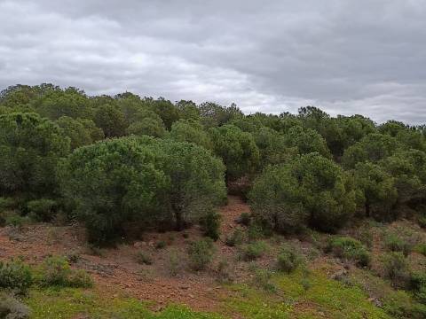 TERRENO COM 15.280 M2 - POSSIBILIDADE DE CONSTRUÇÃO - MURTEIRA - AZINHAL - CASTRO MARIM - ALGARVE