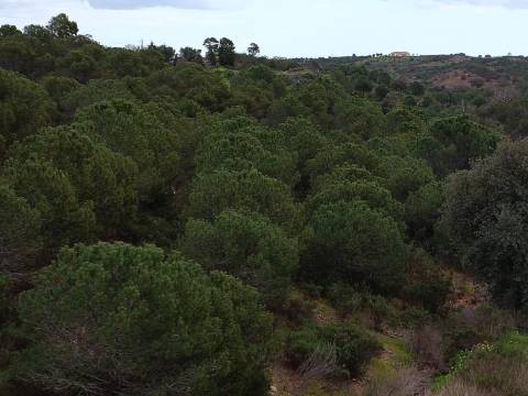TERRENO COM 15.280 M2 - POSSIBILIDADE DE CONSTRUÇÃO - MURTEIRA - AZINHAL - CASTRO MARIM - ALGARVE