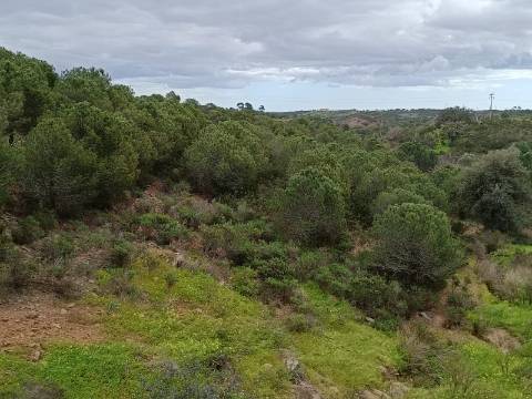 TERRENO COM 15.280 M2 - POSSIBILIDADE DE CONSTRUÇÃO - MURTEIRA - AZINHAL - CASTRO MARIM - ALGARVE