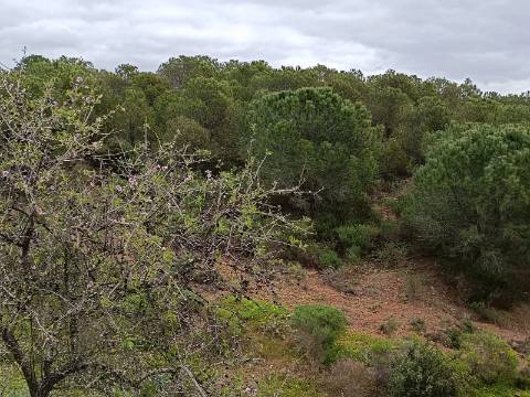TERRENO COM 15.280 M2 - POSSIBILIDADE DE CONSTRUÇÃO - MURTEIRA - AZINHAL - CASTRO MARIM - ALGARVE
