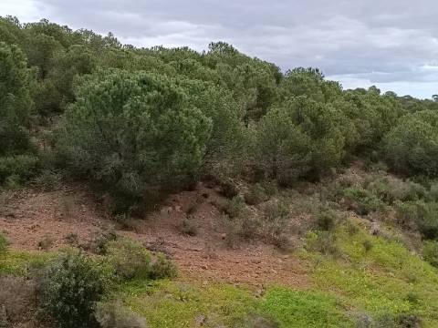 TERRENO COM 15.280 M2 - POSSIBILIDADE DE CONSTRUÇÃO - MURTEIRA - AZINHAL - CASTRO MARIM - ALGARVE