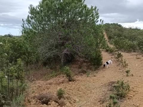 TERRENO COM 15.280 M2 - POSSIBILIDADE DE CONSTRUÇÃO - MURTEIRA - AZINHAL - CASTRO MARIM - ALGARVE