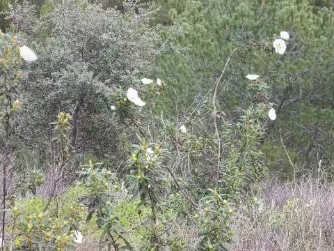TERRENO COM 15.280 M2 - POSSIBILIDADE DE CONSTRUÇÃO - MURTEIRA - AZINHAL - CASTRO MARIM - ALGARVE