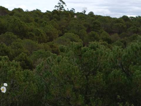 TERRENO COM 15.280 M2 - POSSIBILIDADE DE CONSTRUÇÃO - MURTEIRA - AZINHAL - CASTRO MARIM - ALGARVE